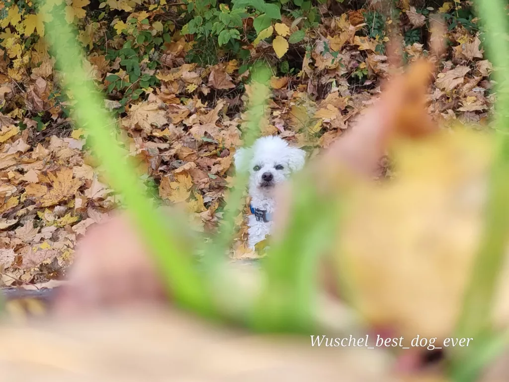 Beschäftigung im Herbst