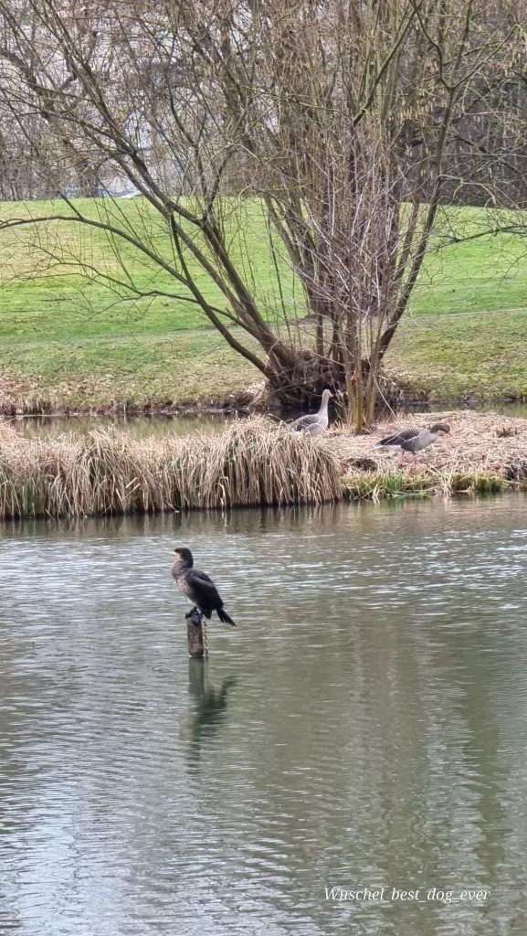 Kormoran