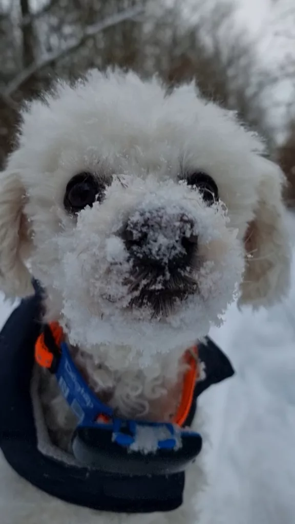 Schnee