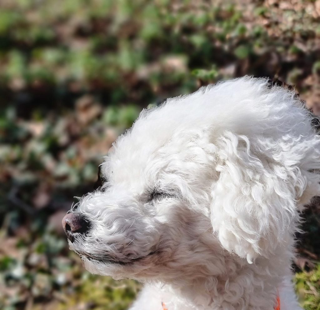 sonne