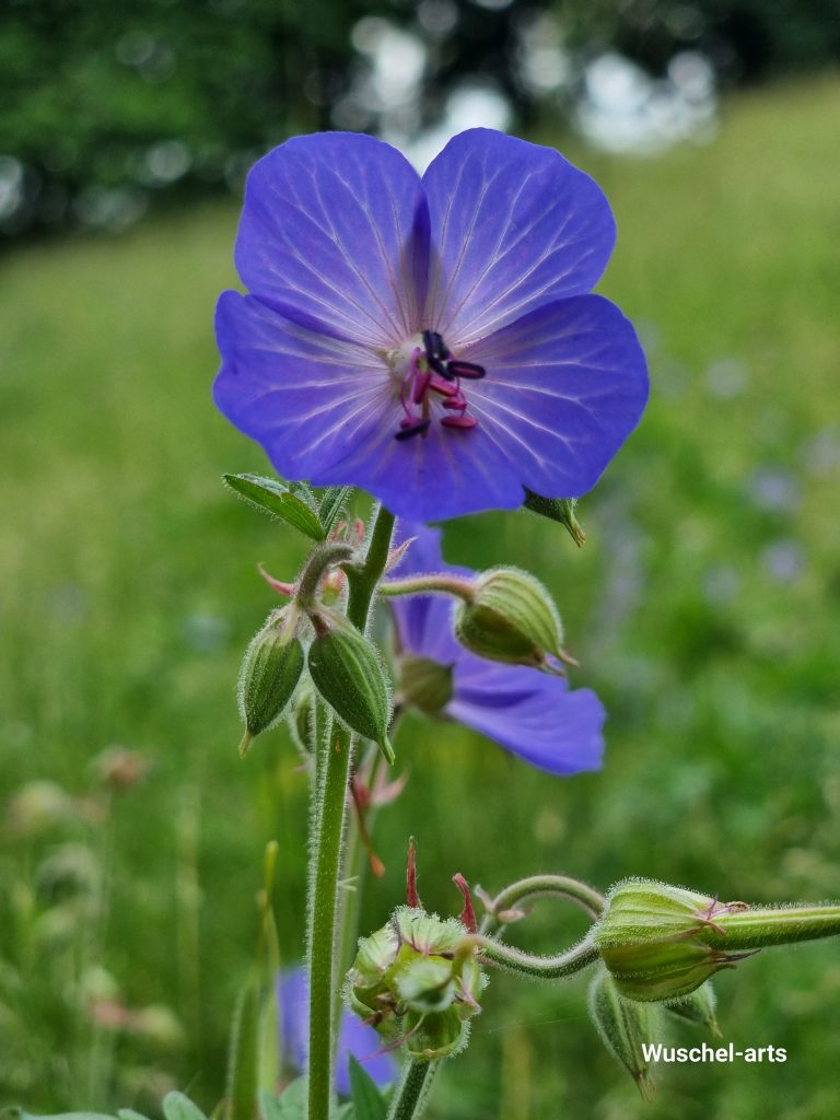 naturfotografie